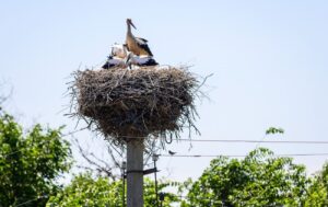 ДТЕК "Трек Лелек": захистимо птахів і енергетику разом