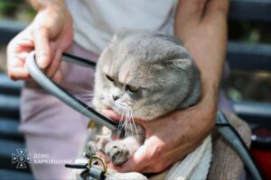 Харківські руїни: кіт-символ незламності, врятований з-під завалів.