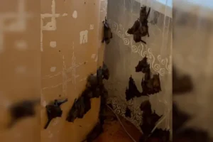 Київське вікно: навала кажанів у квартирі.